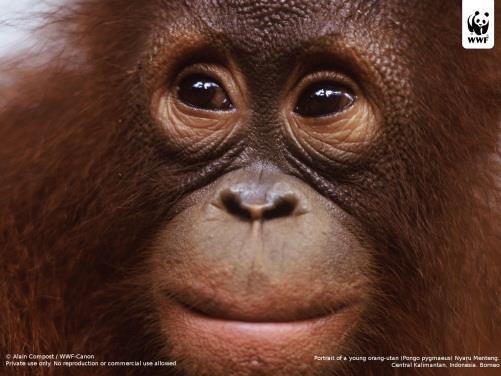 Orangutan (a) (b)