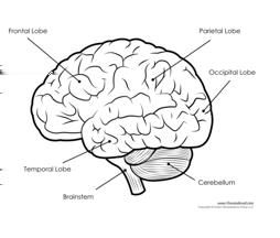 7. Bagian otak besar I dan II adalah.