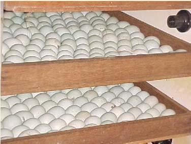 Telur sebaiknya ditempatkan pada egg tray dengan bagian tumpul diletakan sebelah atas. Hal ini untuk menjaga agar ruang udara dalam telur tetap berada diujung tumpul.