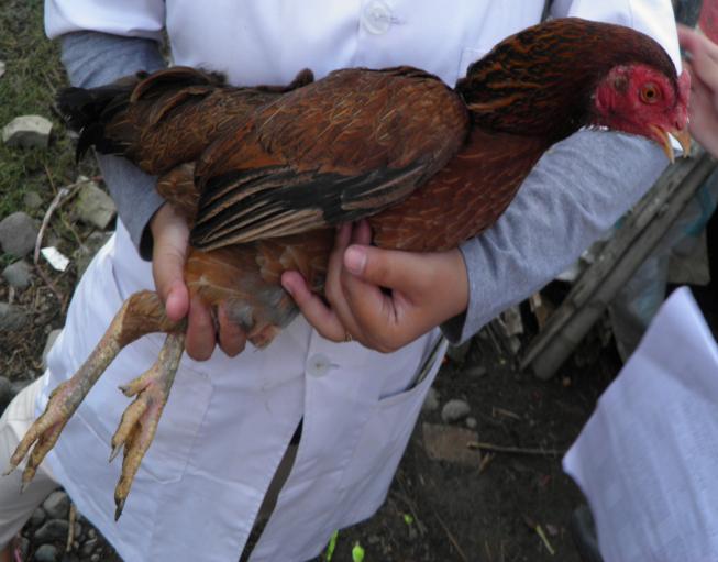 Ayam Kampung Jantan dan Ayam Kampung Betina dari Daerah