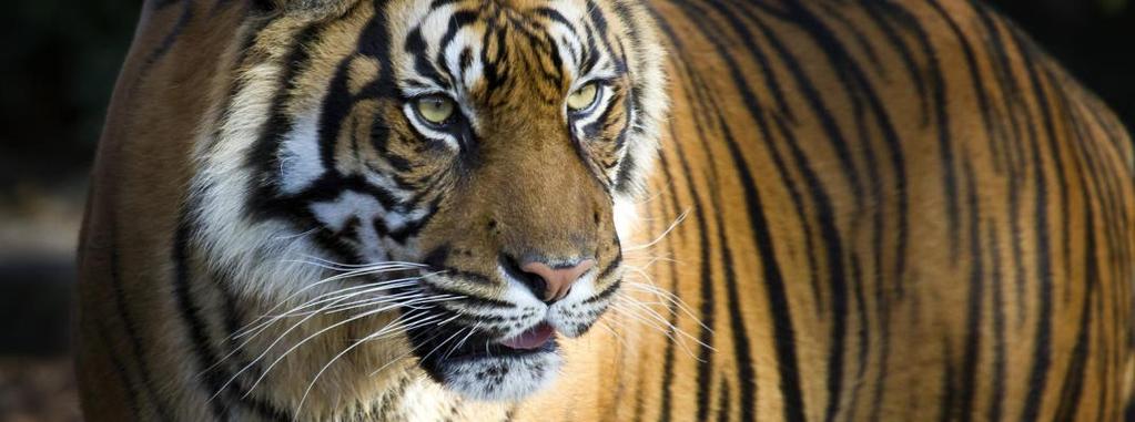 Harimau dengan nama latinnya Panthera tigris (Gambar 1) merupakan satwa liar yang sangat adaptif, karena dapat ditemukan di berbagai tipe habitat, mulai dari hutan tropis, rawa, hutan bakau, hingga