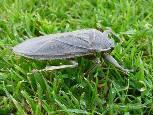 Kingdom:Animalia Phylum:Arthropoda Class:Insecta Order:Hemiptera