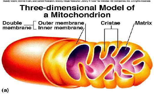 MITOCHONDRIA & RESPIRASI Mitochondria merupakan organelle yang terbungkusmembran Fungsi