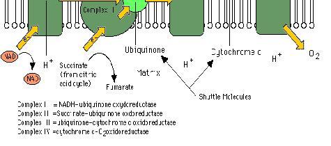 Berlangsung pada Mitochondrial Inner Membran (Protein terikat pada membran) 4 Energi yang dilepas, digunakan