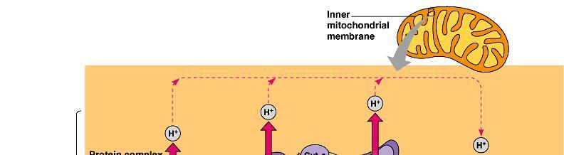 Electron Transport Chain Proses yang