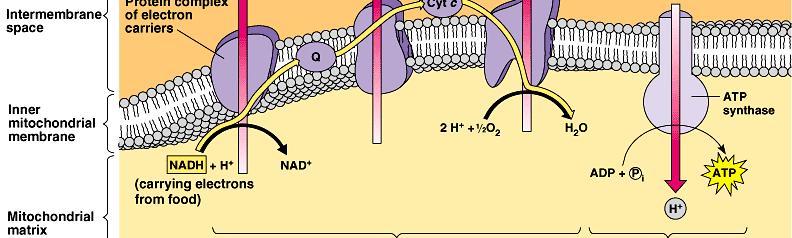siklus Krebs untuk mengubah ADP menjadi ATP