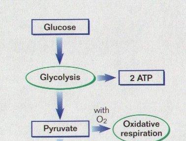 RESPIRASI ANAEROB Respirasi Anaerob disebut juga: Fermentasi Terjadi pada lingkungan Oksigen-Rendah tanaman yang ditanam pada tanah basah atau padat ATP masih