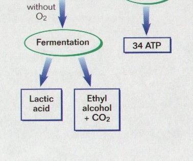Ethanol + 2 Air + 2 ATP C 6 H 12 O 6 + O 2 2 CH 2 O 5 + 2 H 2 O + 2 ATP (Proses ini yang digunakan untuk membuat alcohol atau wine) Tanaman akan menderita
