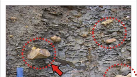 IV.1.9 Litofasies Batulempung Lentikular (Fl) dan berbioturbasi (Flb) Litofasies Fl ditemukan di singkapan bukit L dan G, berupa batulempung berwarna abu-abu, kompak, struktur sedimen berupa