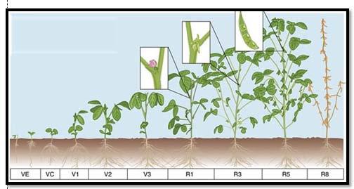 4 Gambar 1 Stadia pertumbuhan tanaman kedelai (Irwan 2006) Tanggapan Kedelai terhadap Beberapa Faktor Iklim Faktor iklim yang mempengaruhi pertumbuhan tanaman kedelai adalah lama penyinaran,