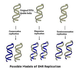 1. Model konservatif. Model ini menyatakan bahwa 2 rantai DNA bereplikasi tanpa memisahkan rantai-rantainya. 2. Model semi konservatif.