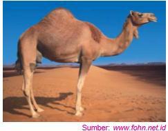 224 Unta hidup di daerah padang pasir yang kering dan gersang. Oleh karena itu bentuk tubuhnya disesuaikan dengan keadaan lingkungan padang pasir.