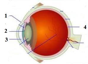 29. Pada gambar mata dibawah ini pupil terletak pada nomer... a. 1 c. 2 b. 3 d. 4 30. Mencegah masuknya keringat ke dalam mata merupakan fungsi dari... c. Retina c. Saraf mata d. Alis mata d.