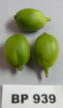 permukaan buah ada garis putih, biji berukuran agak sedang (M).