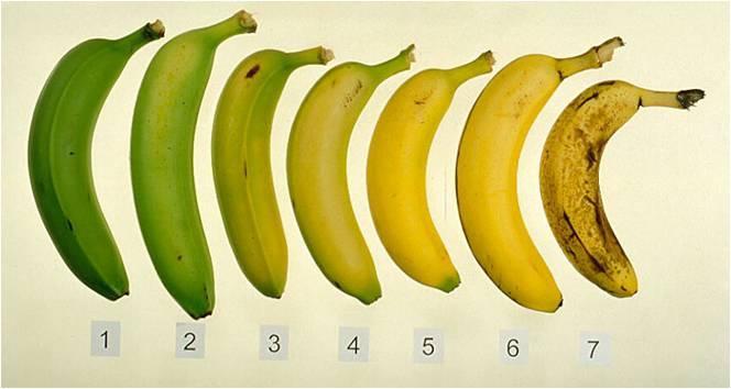16 Gambar 4. Indeks Skala Warna Kulit Buah Pisang Sumber : Kader, 1996 Susut Bobot Pengukuran susut bobot buah dilakukan dengan membandingkan bobot pisang awal dengan bobot pada saat pengamatan.