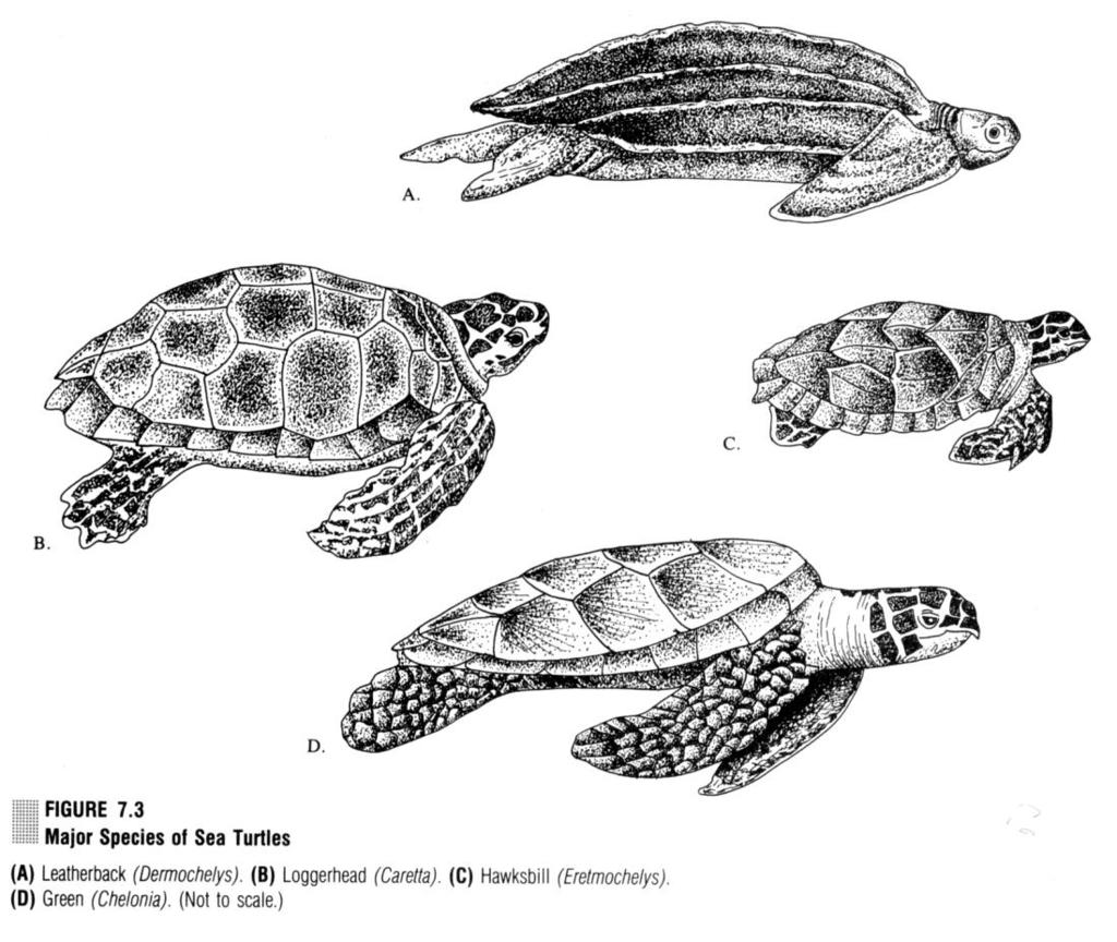 Gambar 6.17. Macam-macam penyu. Dari Webber dan Thurman (1991). 6.8.5. Mamalia Laut Ada tiga kelompok mamalia laut, yaitu: 1). Serenian terdiri dari dugong (Gambar 6.18.A), manatee, dan sea cow.