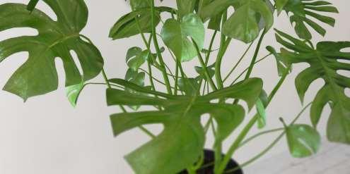 tanaman yang dapat ditanam didalam pot sejenis talas dapat dikembangbiakan dengan cara