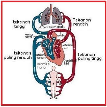 BAB I PENDAHULUAN I.1 Latar Belakang Jantung merupakan organ terpenting dalam tubuh manusia, karena jantung merupakan organ utama yang mensirkulasikan darah ke seluruh tubuh.