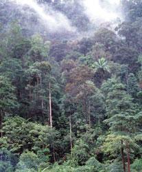 Hutan Primer (Virgin Forest) Pada beberapa tempat dapat dibedakan antara : a) Hutan Dara atau Hutan Primer (Virgin Forest) dan b) Hutan Sekunder atau hutan pertumbuhan kedua.