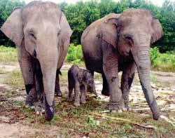Gajah Sumatera (Elephas maximus sumatranus) hanya berhabitat di pulau Sumatera Indonesia.