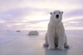 6600 Download Gambar Hewan Beruang Kutub Terbaru