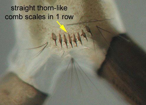 17 3) Pupa Gambar 4 Larva Aedes albopictus (Sumber http://fmel.ifas.ufl.edu) Pupa berbentuk seperti koma.