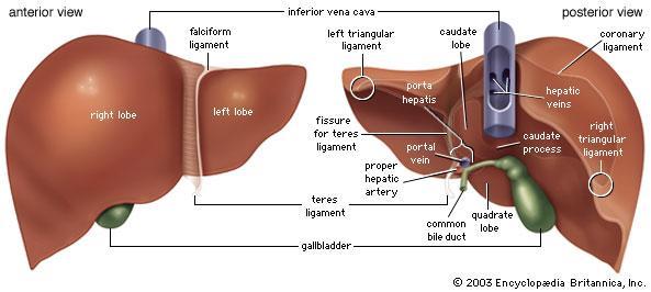 20 melalui dua pembuluh yaitu arteri hati dan vena porta hepatis. Arteri hati membawa darah dengan kandungan oksigen dari jantung.