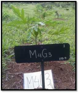 M4G1: Media tanam tanah:pupuk