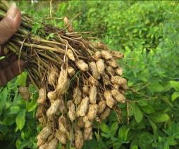 ketahanan varietas kacang tanah HYPOMA1