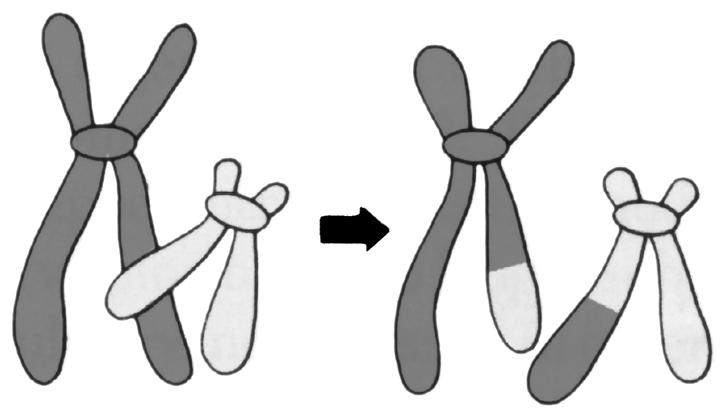 A X 3) Translokasi Kromosom Translokasi merupakan mutasi yang disebabkan oleh pemindahan fragmen kromosom dari satu kromosom ke kromosom yang lainnya.