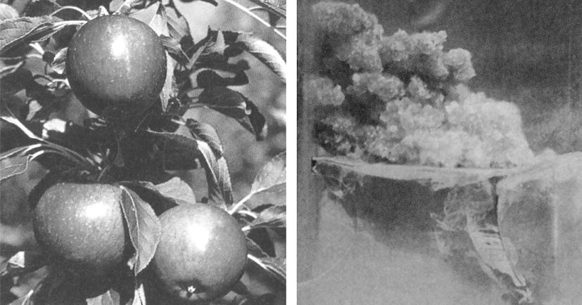 a b Gambar 8.3 Produksi buah-buahan berkualitas, seperti (a) apel dapat dihasilkan melalui (b) kultur in vitro.