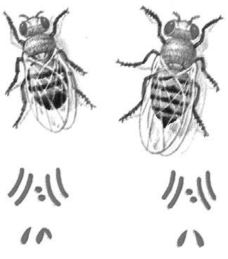 Perkembangan lebah jantan ini dikenal dengan istilah partenogenesis.