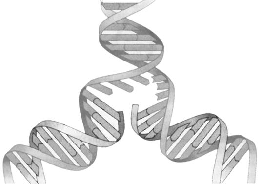 12). Replikasi DNA akan menghasilkan DNA baru dari rantai DNA yang telah ada. Proses replikasi ini memerlukan deoksiribonukleosida fosfat dan beberapa enzim (Campbell, et al, 2006: 18).