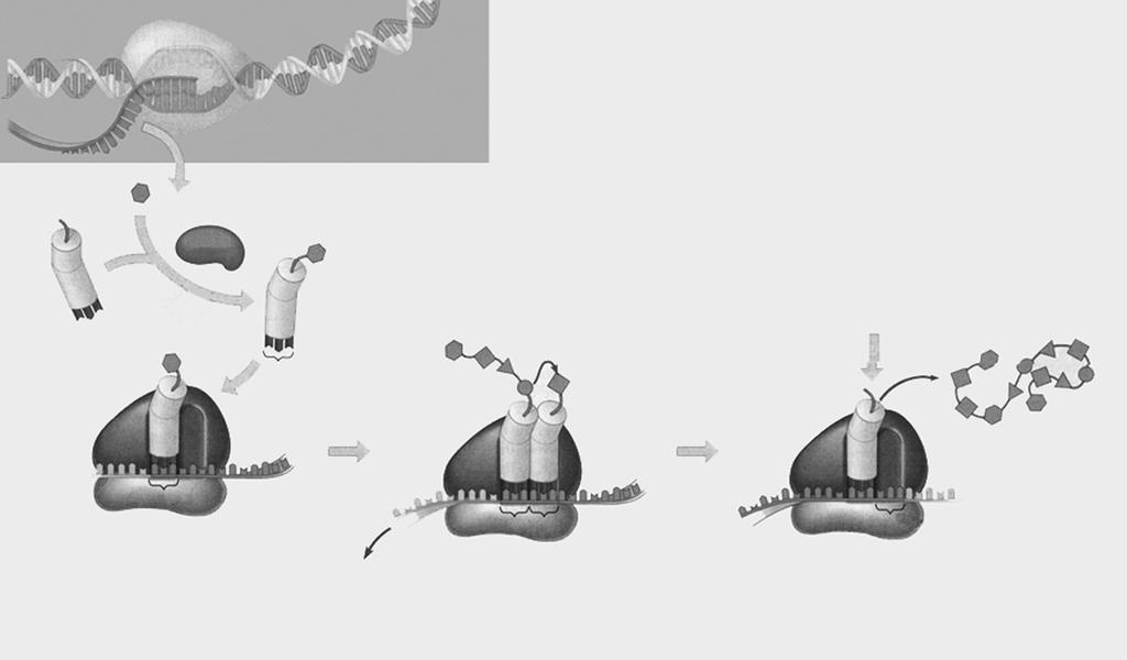 DNA Transkripsi mrna RNA polimerase 1 mrna ditranskripsi dari rantai DNA Asam amino Translasi Enzim 2 Setiap asam amino diikat pada trna dengan bantuan enzim spesifik dan ATP trna ATP Polipeptida