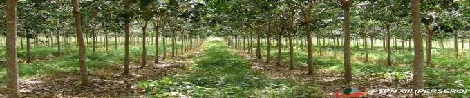 PERKEBUNAN Di Tahun 2014 Luas Areal tanaman perkebunan Karet di Kecamatan Pangkalan Banteng mengalami penurunan sebanyak 101,99 Ha Selain bidang pertanian bidang perkebunan juga menjadi salah satu