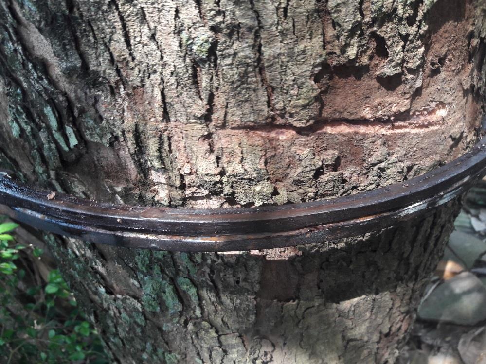 Gambar 4.9 Hasil Sayatan Pisau Pada Pohon Setelah dilakukan pengujian pada alat peengupas kulit pohon karet ini, didapatkan hasil sayatan pisau pada pohon Duwet sepanjang 15 cm.