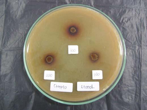 ) terhadap Bakteri Streptococcus viridans Keterangan: A.