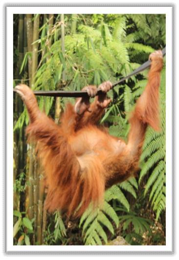 Pada posisi seperti itu dapat dilihat bahwa orangutan sumatera memiliki tungkai depan yang lebih panjang daripada tungkai belakang.