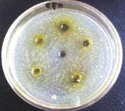 III.6 Hasil Penetapan Konsentrasi Hambat Minimum Fraksi n-heksana Daun Bambu Kuning terhadap Bakteri Uji No