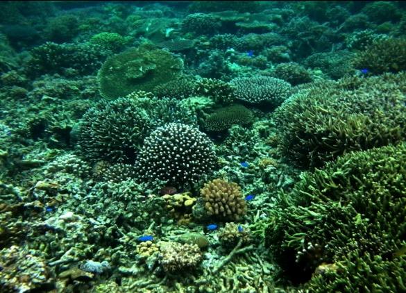 6 Kondisi terumbu karang Pulau Liukang Loe Hasil analisis kesesuaian yang dilakukan didapatkan luas terumbu karang di Pulau Liukang Loe dengan pembagian pada tiga kelas kesesuaian, yaitu kelas sangat