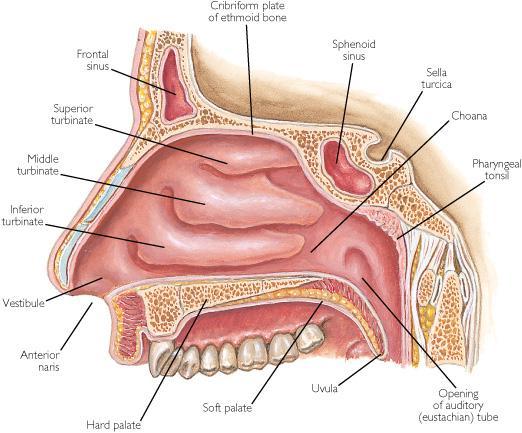 Concha nasalis dan meatus nasi Concha nasalis tdp pd sisi medial dinding lateral rongga nasal, dilapisi mucosa Meatus nasi merupakan rongga udara dibawah