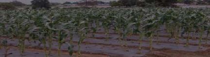 PERTANIAN Tanaman jagung selama periode 2011-2013 dilakukan panen muda dengan jumlah luas panen tetap selama periode tersebut yaitu 37 Ha.