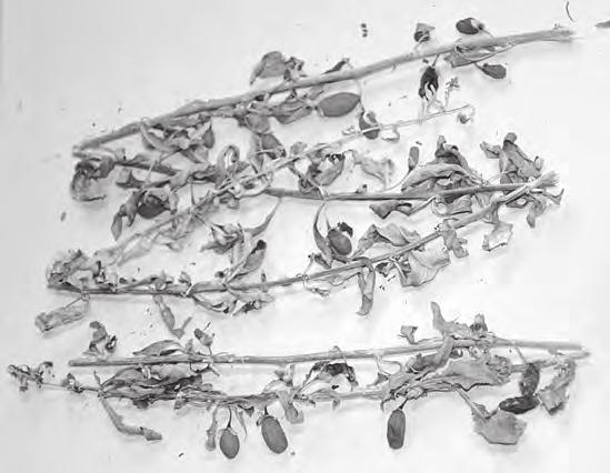 јул - август 2017 Српски гоџи У атару алексиначке касарне берачи су локализовали биљку која по својим особинама, на основу првих процена, подсећа на данас популарне и веома цењене гоџи бобице, које