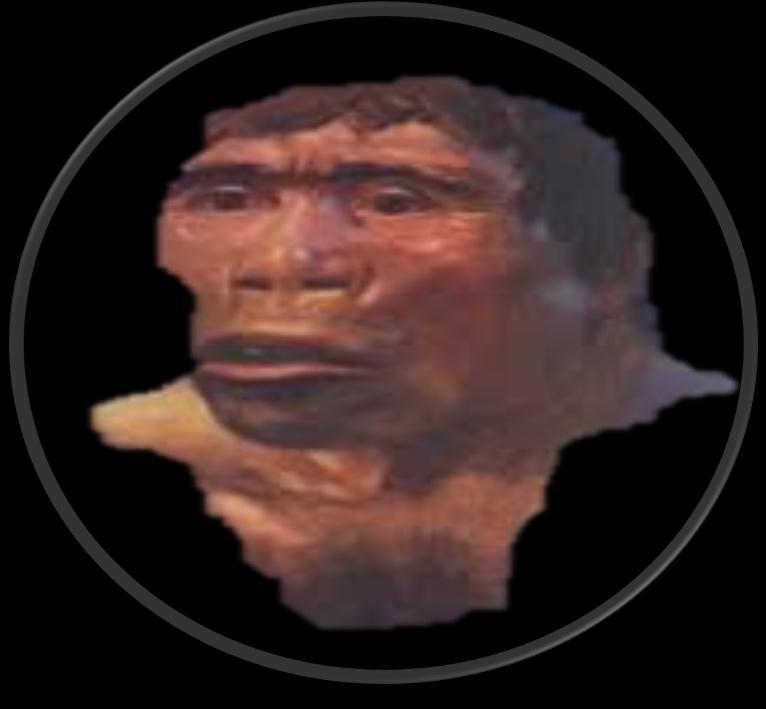 Manusia purba yang ditemukan oleh eugene dubois di desa trinil ngawi jawa timur pada tahun 1890 dan berasal dari lapisan pleistosen tengah adalah