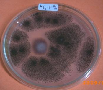 16 Pengujian Antagonisme Lima jenis cendawan yang diujikan terhadap Fusarium oxsporum, yakni Gliocaldium sp., Penicillium sp.