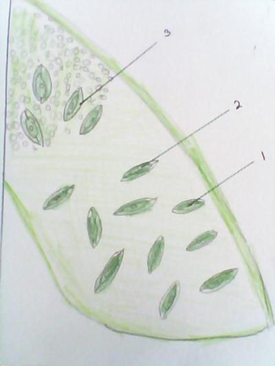 Gambar 2 Anatomi Stomata Daun Nymphaea sp. Keterangan : 1. Porus 2. Sel Penjaga 3.