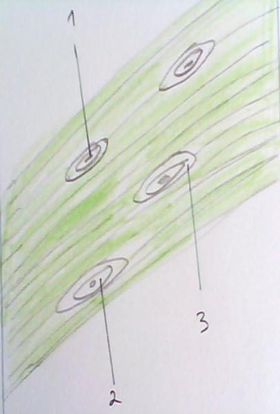 Gambar 3 Anatomi stomata daun Ficus sp. Keterangan : 1. Porus 2. Sel Penjaga 3.