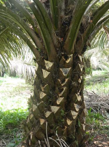 Penunasan Penunasan (prunning) atau manajemen tajuk (canopy management) merupakan salah satu kegiatan teknis yang penting dalam aspek pemeliharaan kelapa sawit.