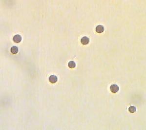 4 Gambar 1 Morfologi Porphyridium cruentum. Komposisi biomassa P. cruentum yaitu 32,1% (w/w) karbohidrat dan 34,1% protein kasar.