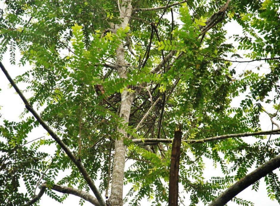 Gambar 2.6 Contoh Sarang Kelas E Kelas sarang bergantung pada jenis pohon, temperatur, dan kelembaban udara, termasuk sarang yang dibuat untuk istirahat disiang hari atau untuk bermalam.